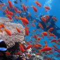 KoralRif.jpg